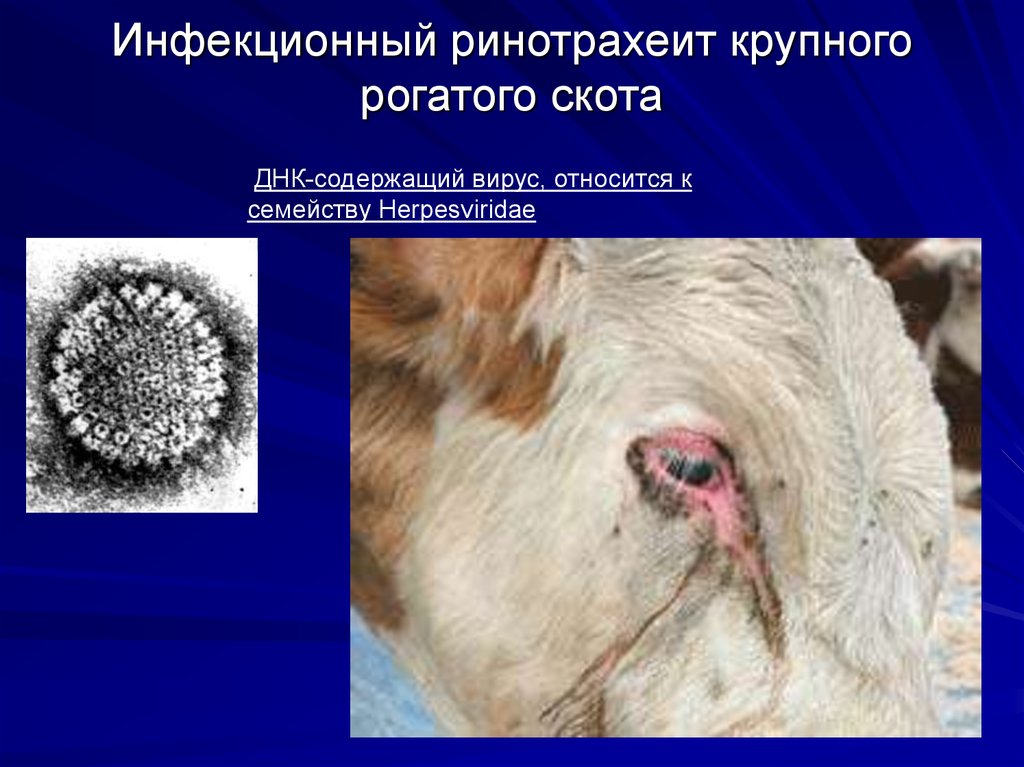 Инфекционный ринотрахеит крупного рогатого скота