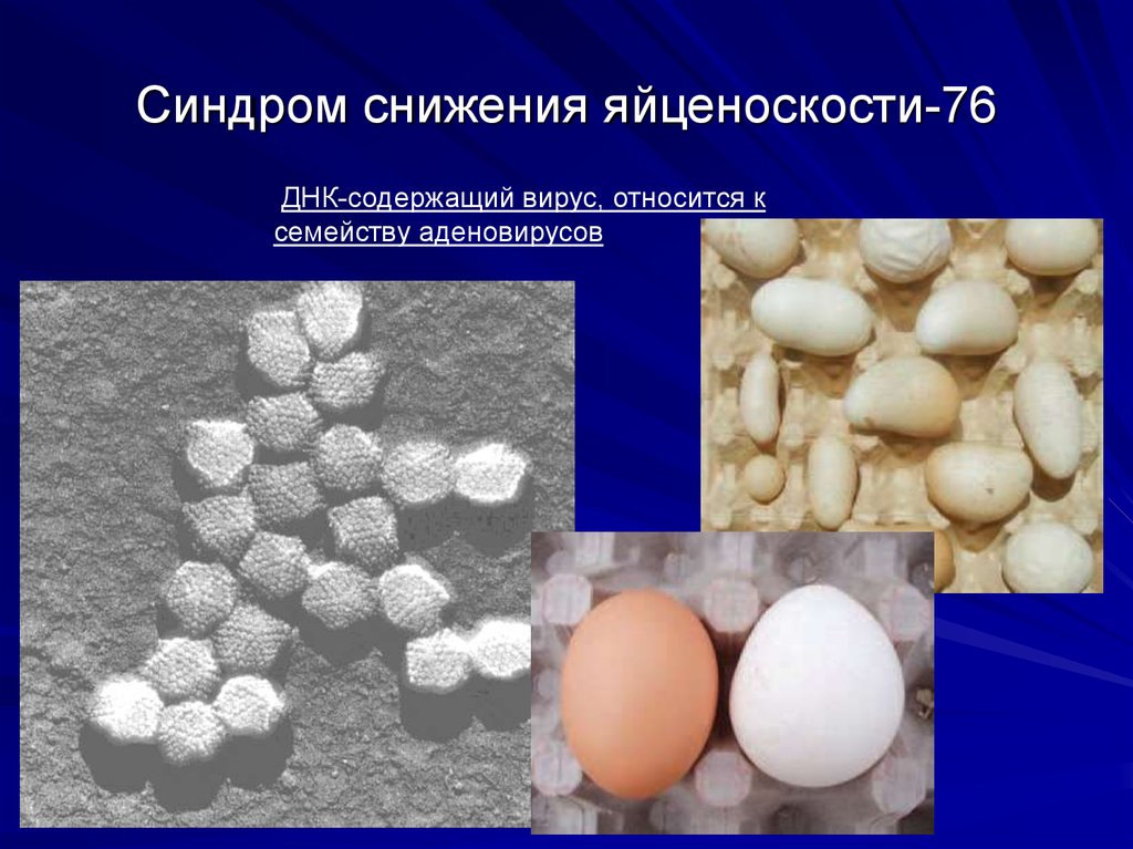 Синдром снижения яйценоскости-76