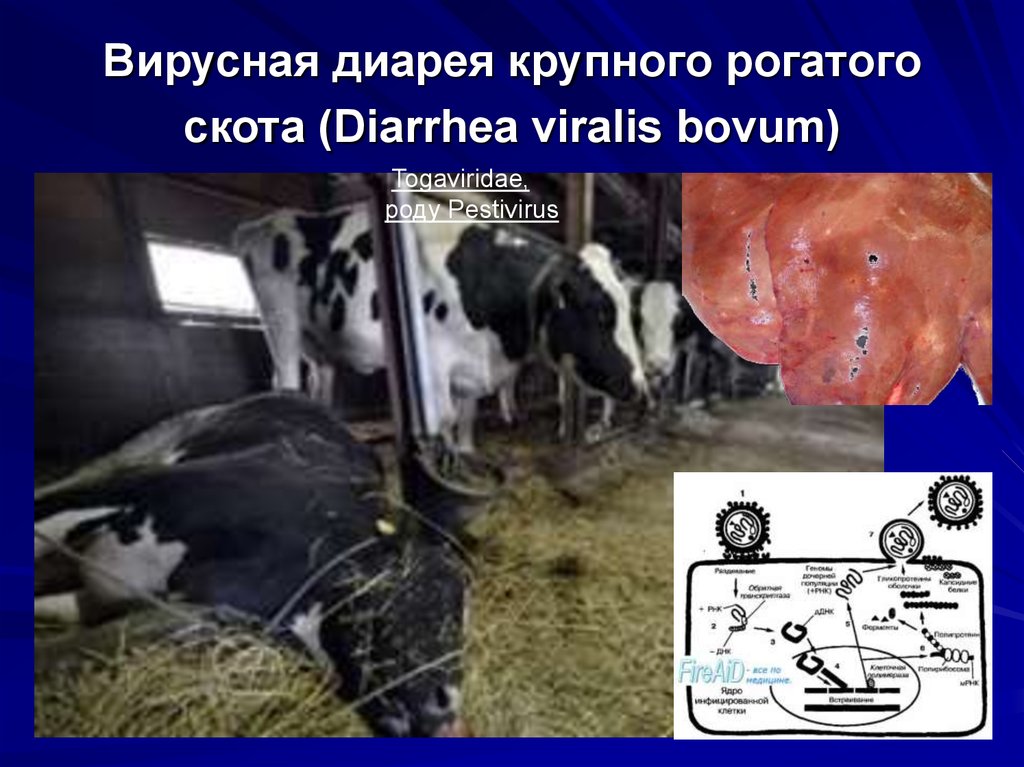 Ветеринарная вирусология - презентация онлайн