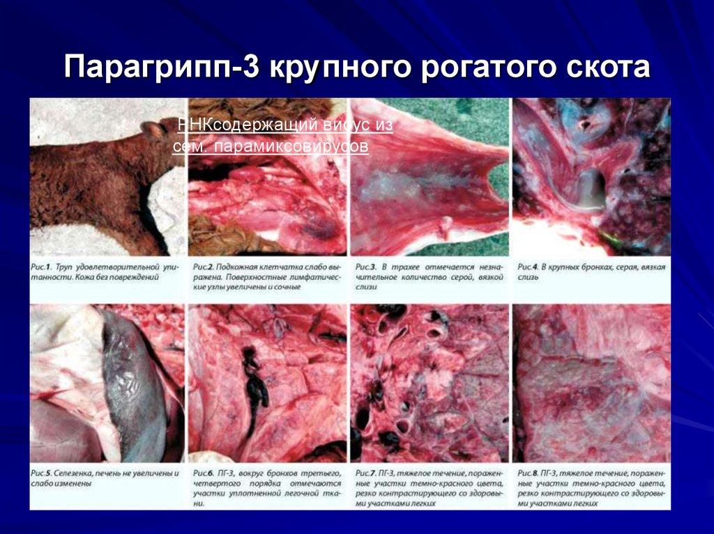 Парагрипп-3 крупного рогатого скота