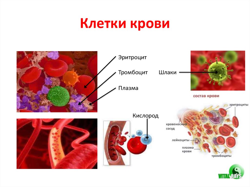 Клетки крови