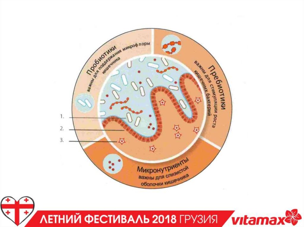 Восстановление микрофлоры кишечника