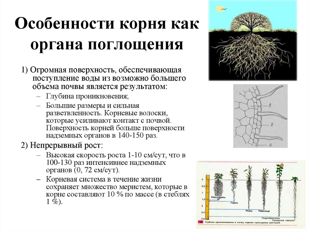 Влияние корень. Питание корневой системы растений. Особенности поглощения воды. Поглощение воды корнями растений. Корневая система как орган поглощения воды.