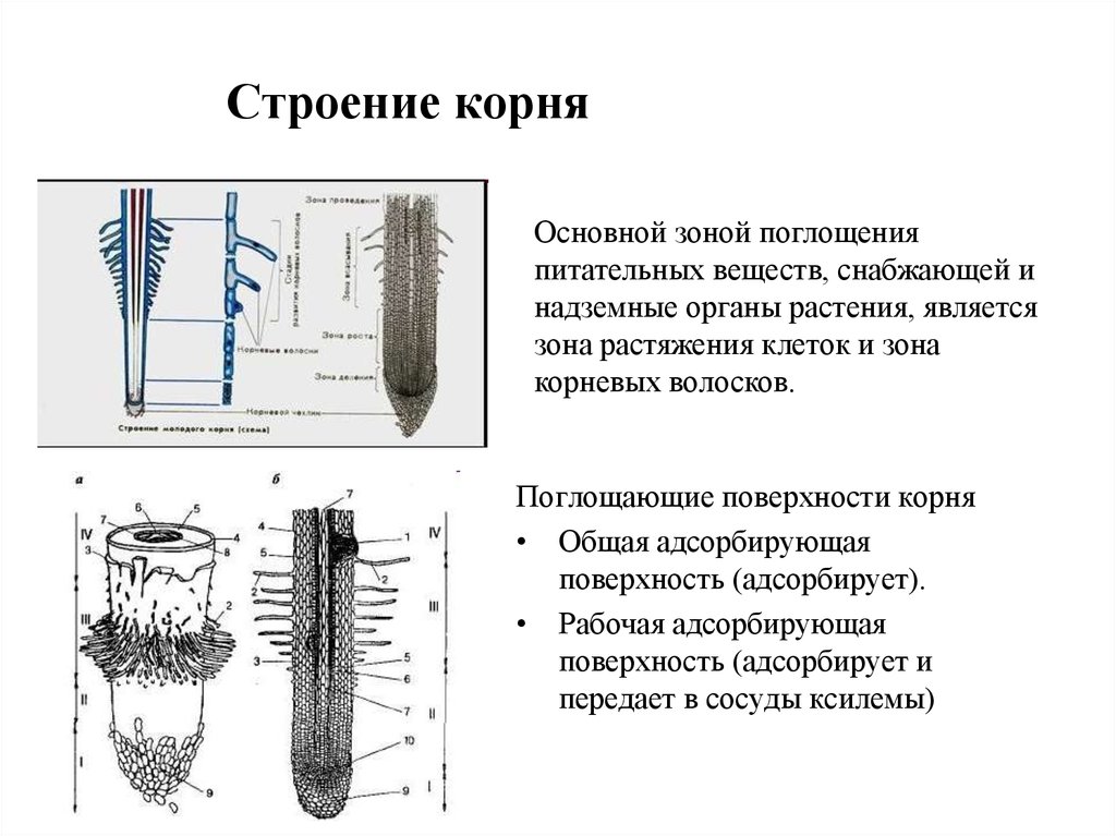 Питание корня. Поглощение воды и Минеральных веществ корнем зона. Основная поглощающая зона корня это. Строение зоны растяжения корня. Строение корня.