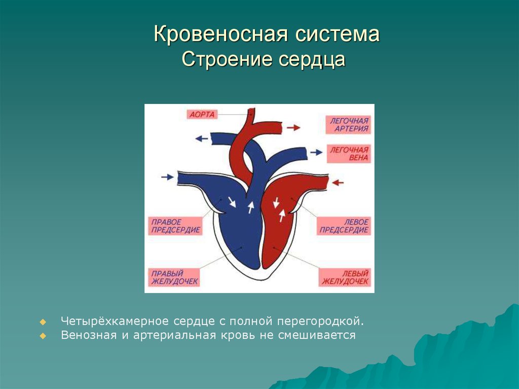 Кровеносная система сердца. Строение сердца с венозной и артериальной крови. Строение сердца венозная кровь. Строение сердца и кровеносной системы. Сердце человека четырехкамерное.