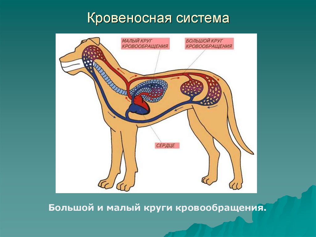 Лабораторная работа внутреннее строение млекопитающих. Кровеносная система собаки биология 7 класс. Внутреннее строение млекопитающего кровеносная система собаки. Кров система млекопитающих. Органы кровеносная система млекопитающих животных.
