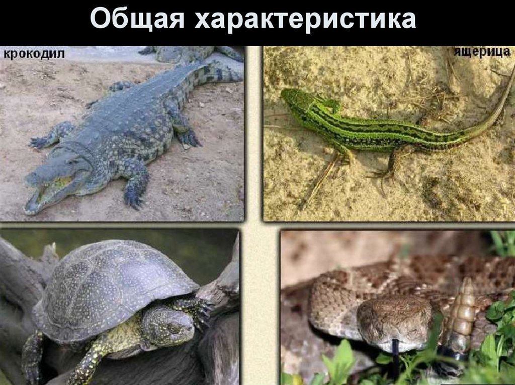 Общая характеристика