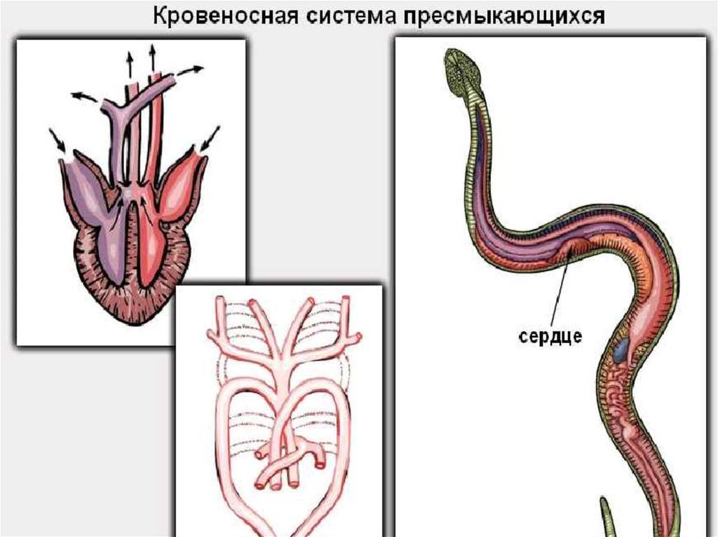 Строение кровеносной системы у пресмыкающихся. Кровеносная система змеи. Кровеносная система змеи схема. Строение сердца рептилий. Строение сердца пресмыкающихся.