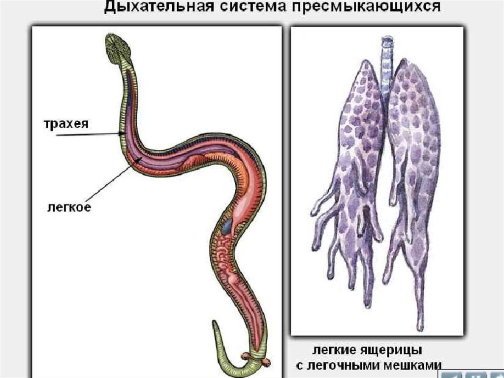 Легкие у змей. Пищеварительная система змеи схема. Дыхательная система змей. Дыхательная система змеи. Дыхательная система рептилий.