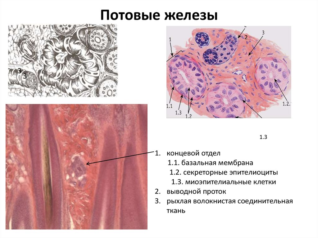 На рисунке потовая железа обозначена цифрой