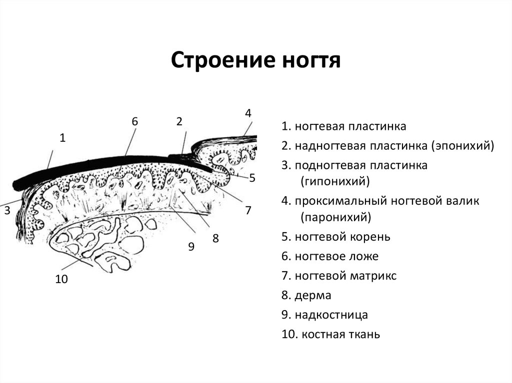 Кожа презентация гистология