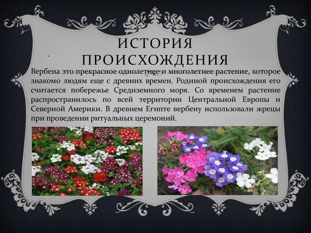 История цветов. Презентация Вербена. Цветы история происхождения. Вербена описание растения. Вербена описание.