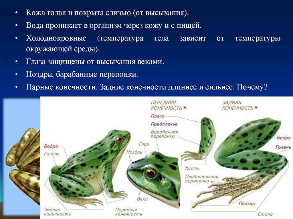 Класс Земноводные - презентация онлайн