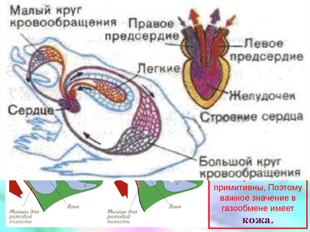 Сердце амфибий круги кровообращения. Строение кровообращения лягушки. Строение кровеносной системы амфибий схема. Схема кровеносной системы лягушки. Круги кровообращения лягушки схема.