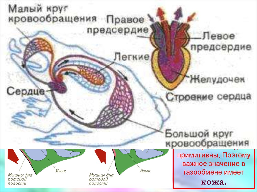 Сердце амфибий круги кровообращения