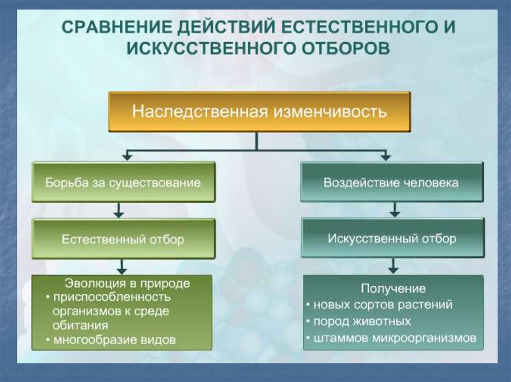 Презентация доказательства эволюции животного мира учение чарльза дарвина 7 класс