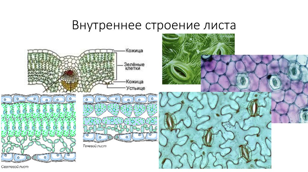 Строение клетки листьев. Внутреннее строение листа кожица. Эпидерма листа состоит из. Строение клетки листа растения под микроскопом. Поперечный срез устьица.