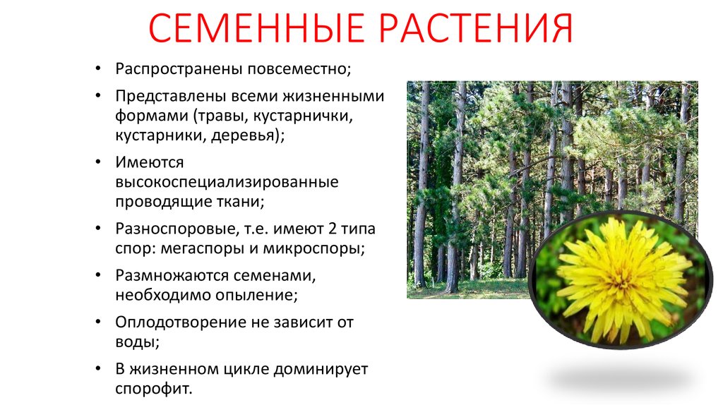 Высшие семенные растения. Семенные растения. Характеристика семенных растений. Семенные растения примеры. Общие черты семенных растений.