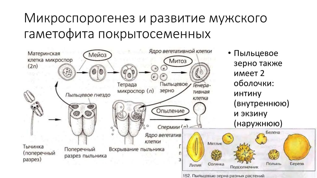 Мужской гаметофит схема