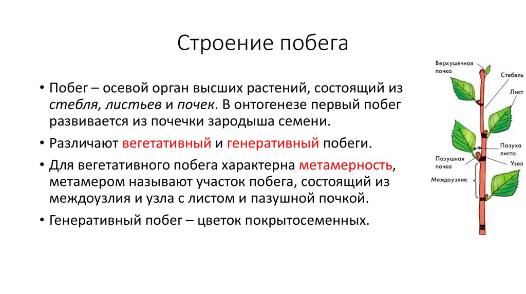 Слабый стебель