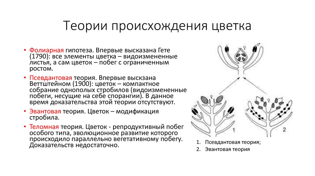 Эволюция цветка покрытосеменных