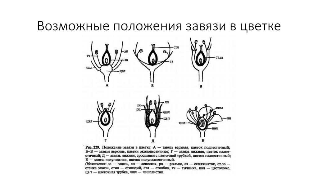 Какая часть плода развивается из стенок завязи