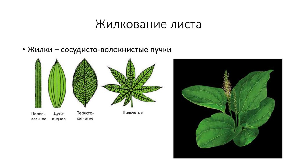 Фотографии жилкование. Пальчатое жилкование. Пальчатое жилкование листьев. Пальчато-сетчатое жилкование. Сетчатое жилкование перистое и пальчатое.