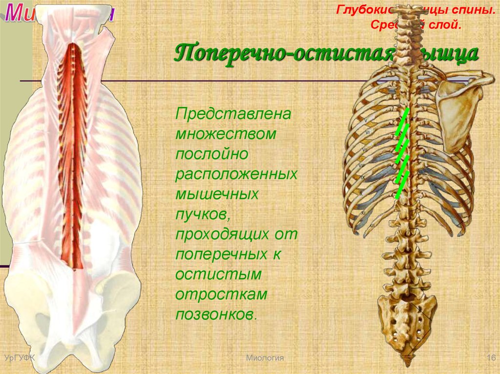 Остистая мышца