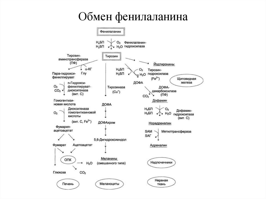 Общие пути метаболизма аминокислот. Схема альтернативного пути метаболизма фенилаланина.. Схема обмена фенилаланина и тирозина. Обмен фенилаланина и тирозина биохимия схема. Схема реакций обмена фенилаланина.