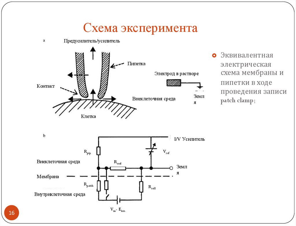 Эквивалентная схема биологической мембраны