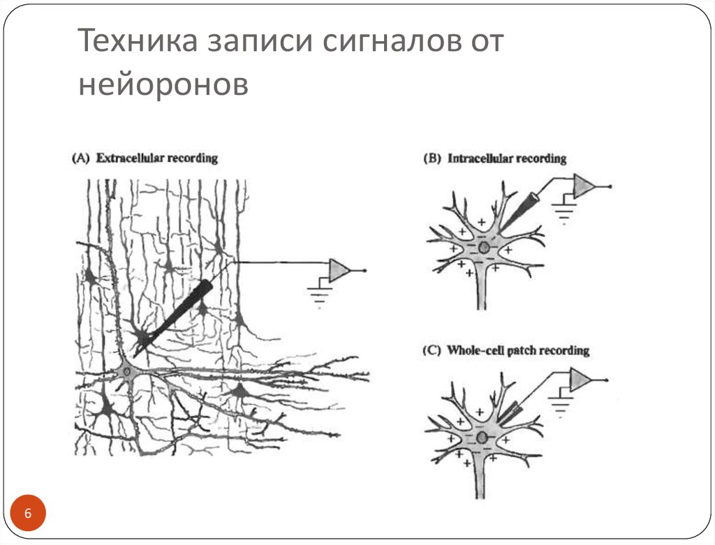 Электрический потенциал нейрона. Сигнал по нейрону. Электрические свойства нейронов. От нейрона к мозгу. Электрические свойства нейроно.