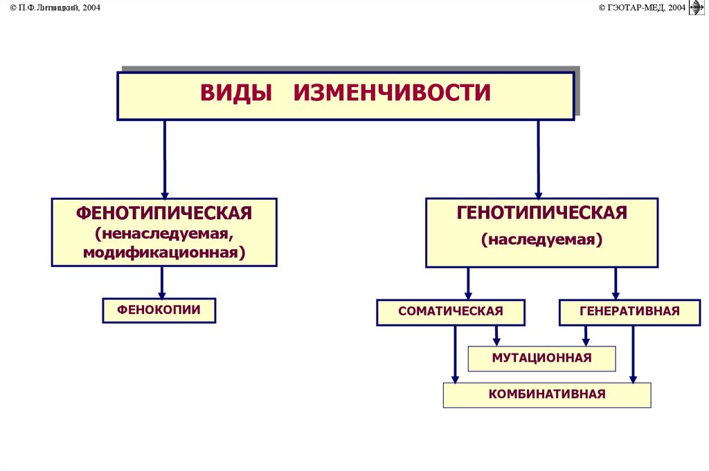 Генотипическая изменчивость