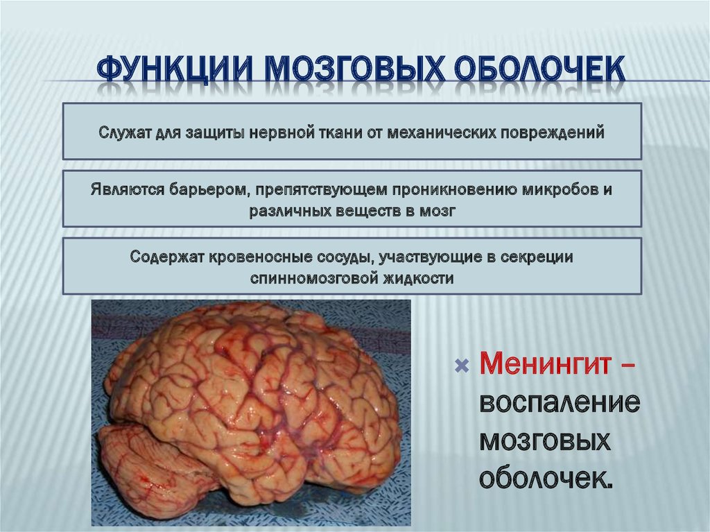 Роль мозга в организме. Оболочки мозга и их функции. Строение и функции мозговых оболочек. Функции оболочек мозга. Строение и функции оболочек головного мозга.