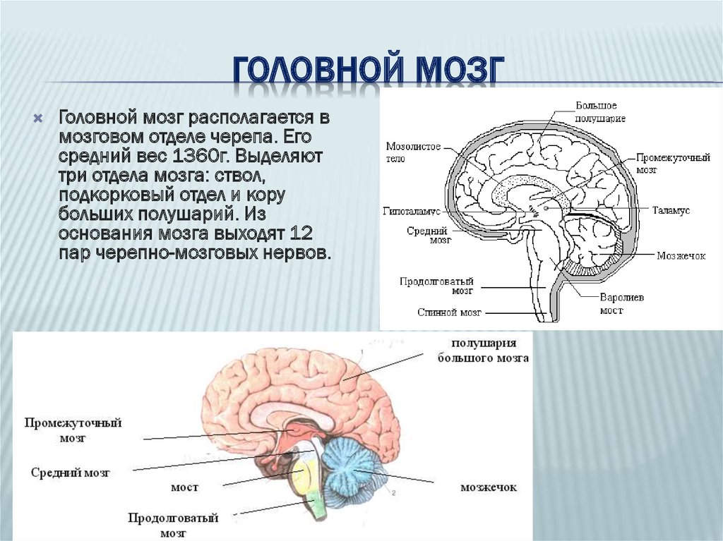 Головной мозг человека включает. Схема подкорковых отделов головного мозга.