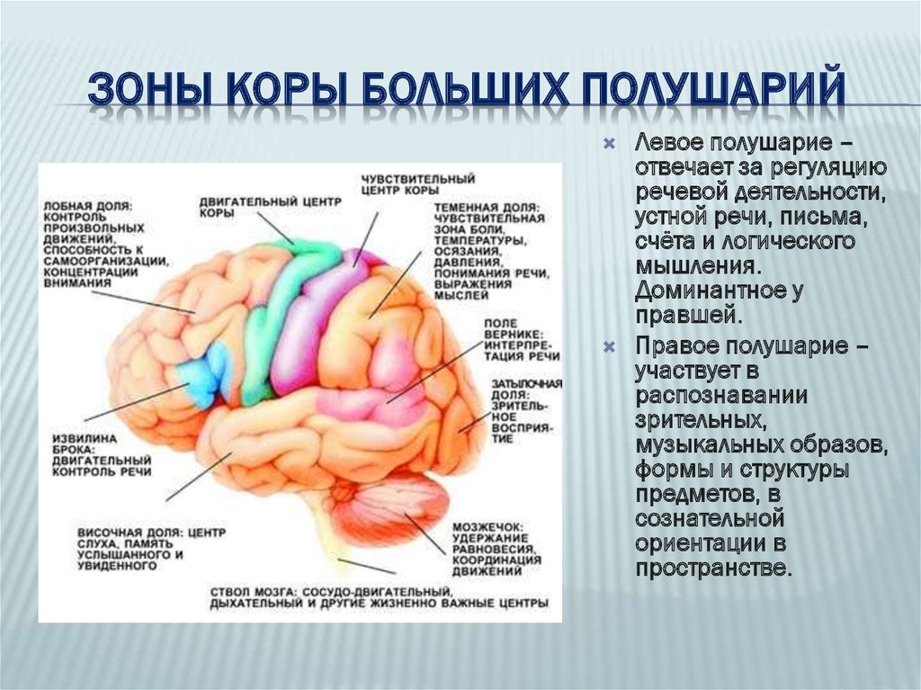 Роль коры головного мозга. Функциональные зоны коры человеческого мозга. Функции лобной доли больших полушарий головного мозга.