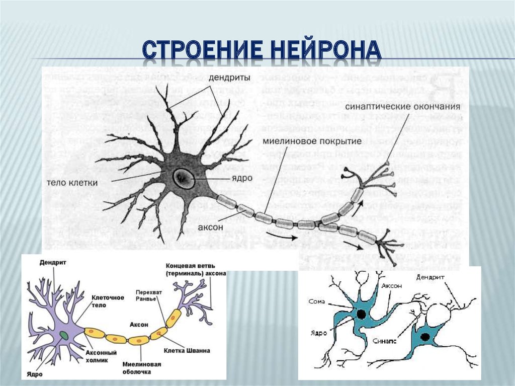 Название нервной клетки. Строение нейрона. Отростки. Дендрит. Нейрон строение и функции рисунок. Субклеточное строение нейрона. Строение нейрона анатомия человека.