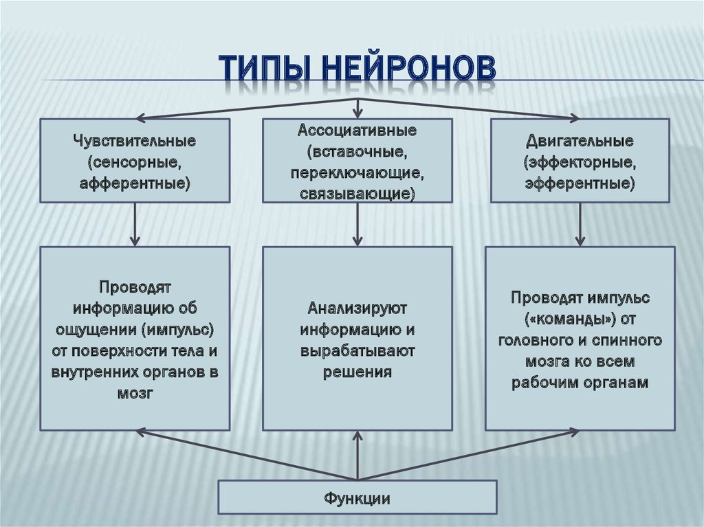 Нейроны виды. Типы нейронов. Типы нейронов и их функции таблица. Классификация нейронов по функциям таблица. Виды нейронов по функции.