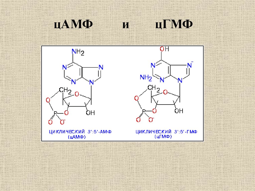 3 y 3 формула. ЦАМФ формула биохимия. ЦАМФ структурная формула. Циклический 3, 5-амф. Строение циклических нуклеотидов: ЦАМФ; ЦГМФ.