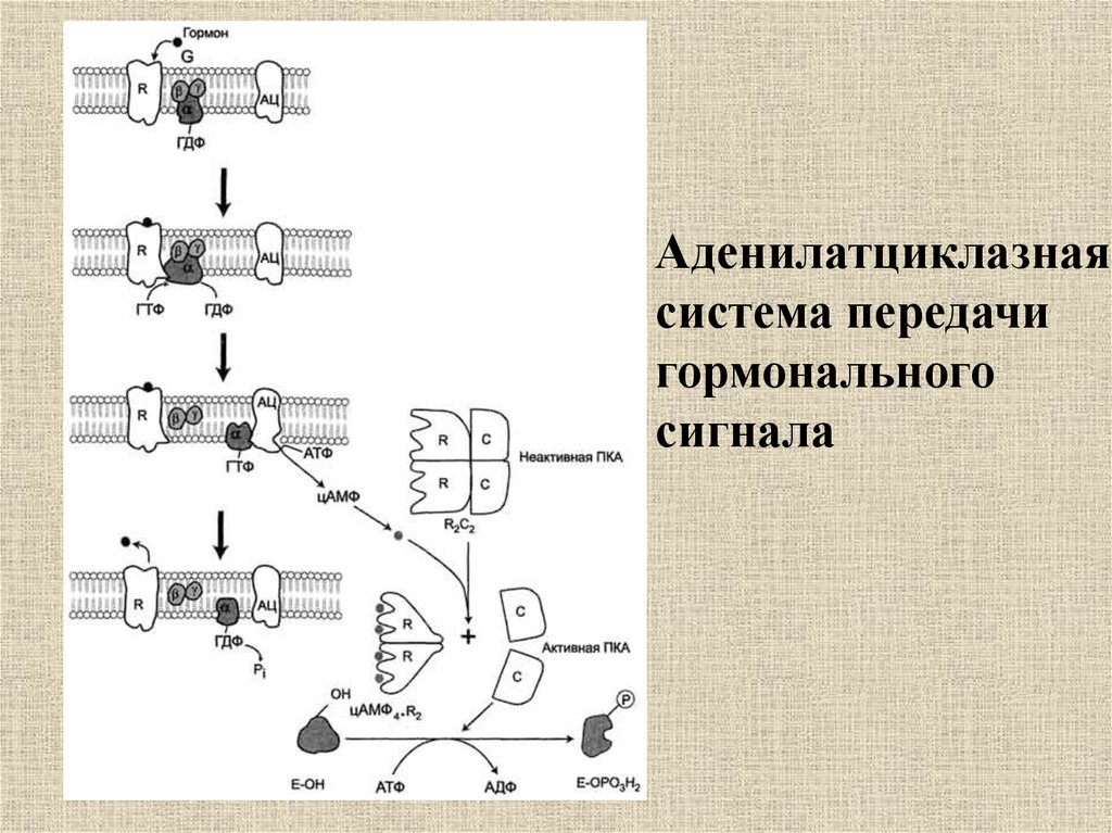 Аденилатциклазная система схема