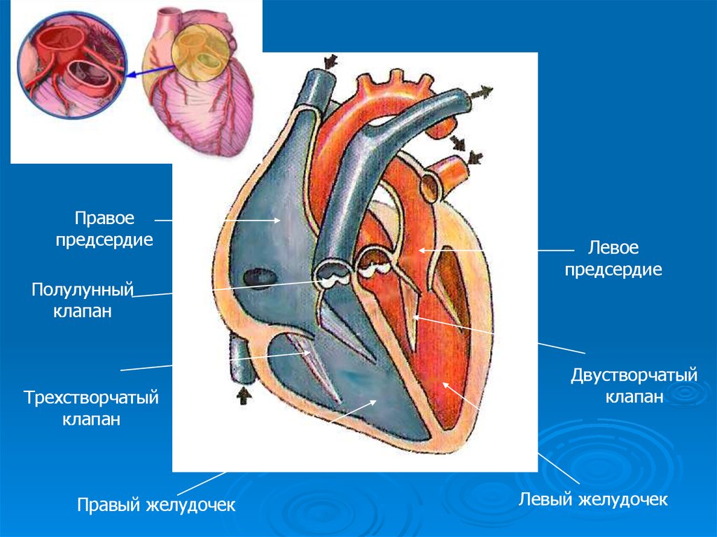 Правый желудочек отделен от правого предсердия. Клапаны сердца анатомия трехстворчатый строение. Строение сердца двустворчатый клапан. Клапаны сердца трехстворчатый двухстворчатый митральный. Трехстворчатый клапан сердца.