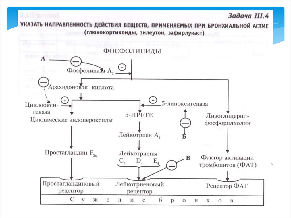 Циклические эндопероксиды. Глюкокортикоиды при бронхиальной астме механизм действия. Генеалогическое Древо при бронхиальной астме. Зилеутон при бронхиальной астме.