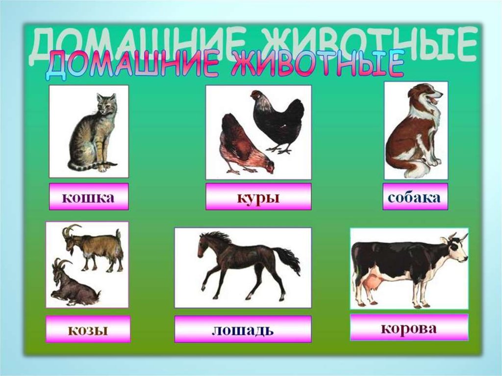 Тема домашние животные 3 класс. Урок домашние животные. Домашние животные слайд. Домашние животные презентация. Презентация домашнее животное.
