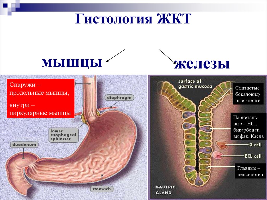 Общий план строения пищеварительной трубки гистология