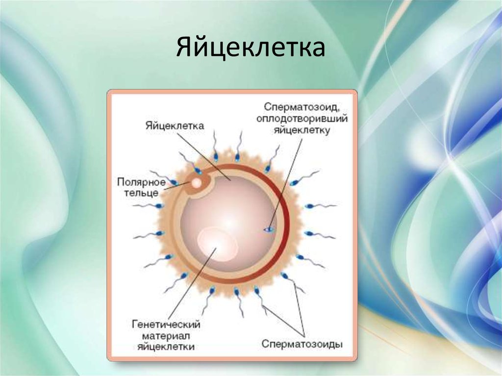 4 яйцеклетки. Яйцеклетка. Строение яйцеклетки человека. Строение яйцеклетки человека схема. Строение яйцеклетки оболочки.