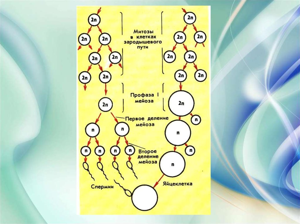 Гаметогенез у животных презентация