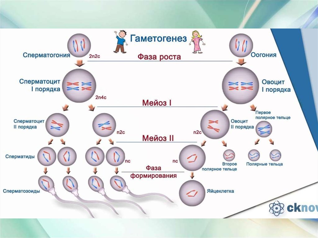 Гаметогенез и овогенез презентация