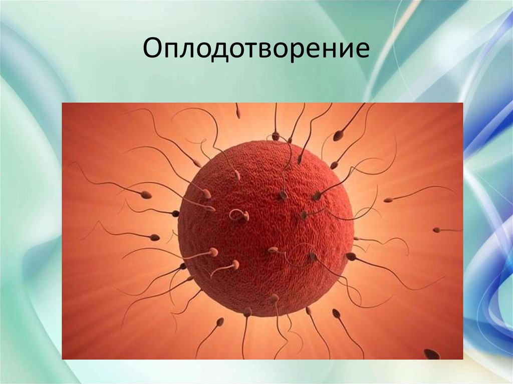 Оплодотворение в картинках