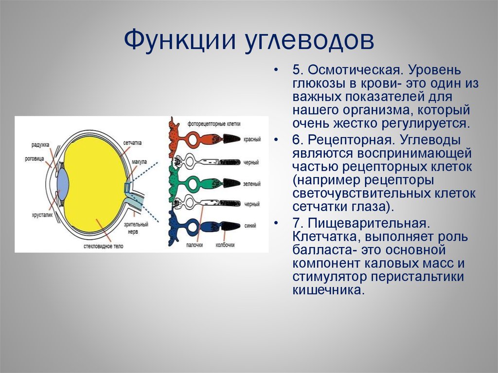 Углеводы выполняют функцию. Рецепторная функция углеводов. Рецептурная функция углеводов. Осмотическая функция углеводов. Рецепторная функция углеводов примеры.