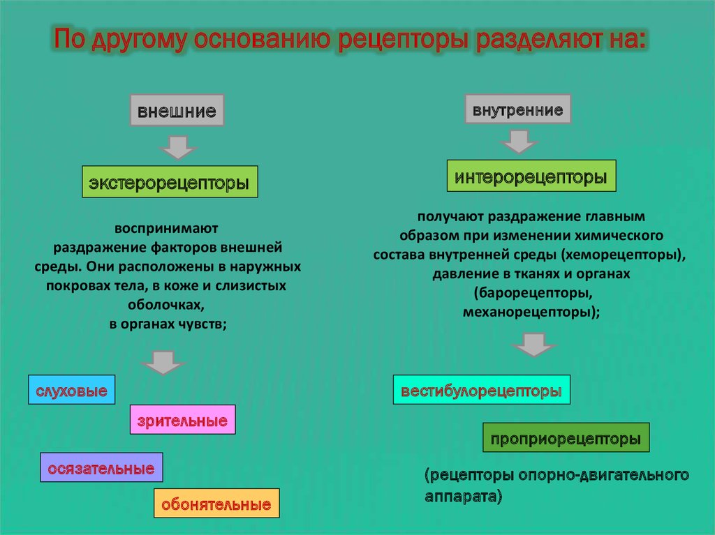 Кожа воспринимает воздействие с помощью