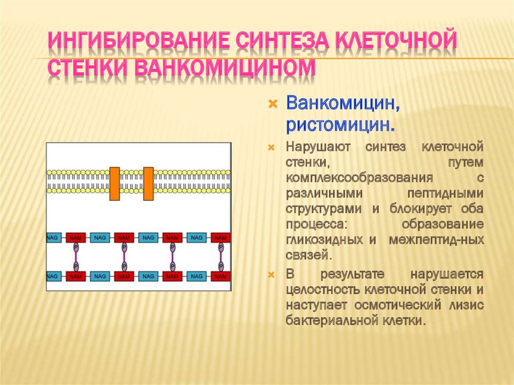 Механизм нарушения синтеза клеточной стенки